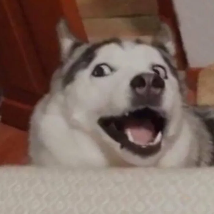 husky meme vibe cute xỉu siêu hài husky meme vibe cute xỉu siêu hài