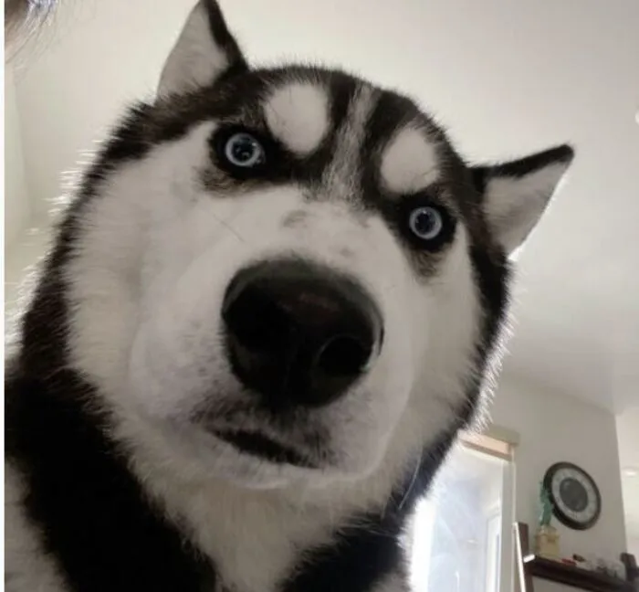 husky meme vibe cute xỉu siêu ngố husky meme vibe cute xỉu siêu ngố