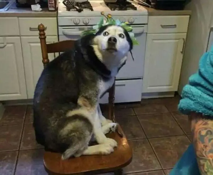 husky meme vibe cute xỉu husky meme vibe cute xỉu