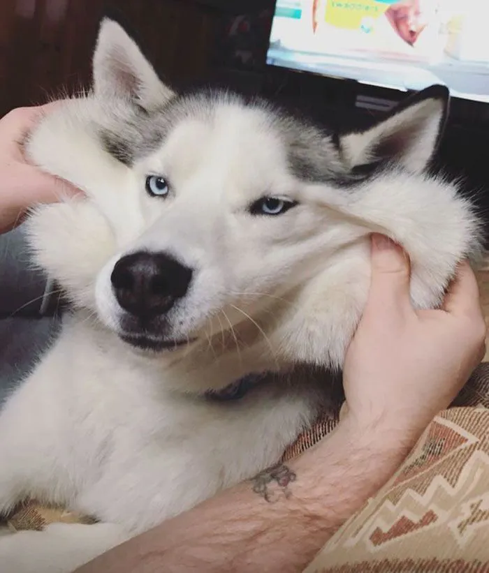 husky meme vibe đáng yêu husky meme vibe đáng yêu