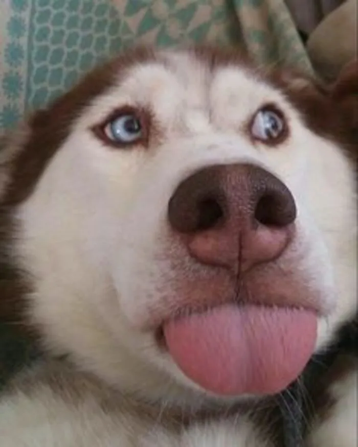 husky meme vibe hài internet husky meme vibe hài internet