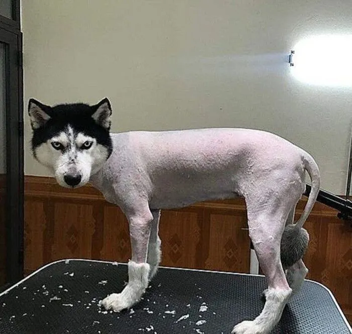 husky meme vibe hài nhẹ husky meme vibe hài nhẹ