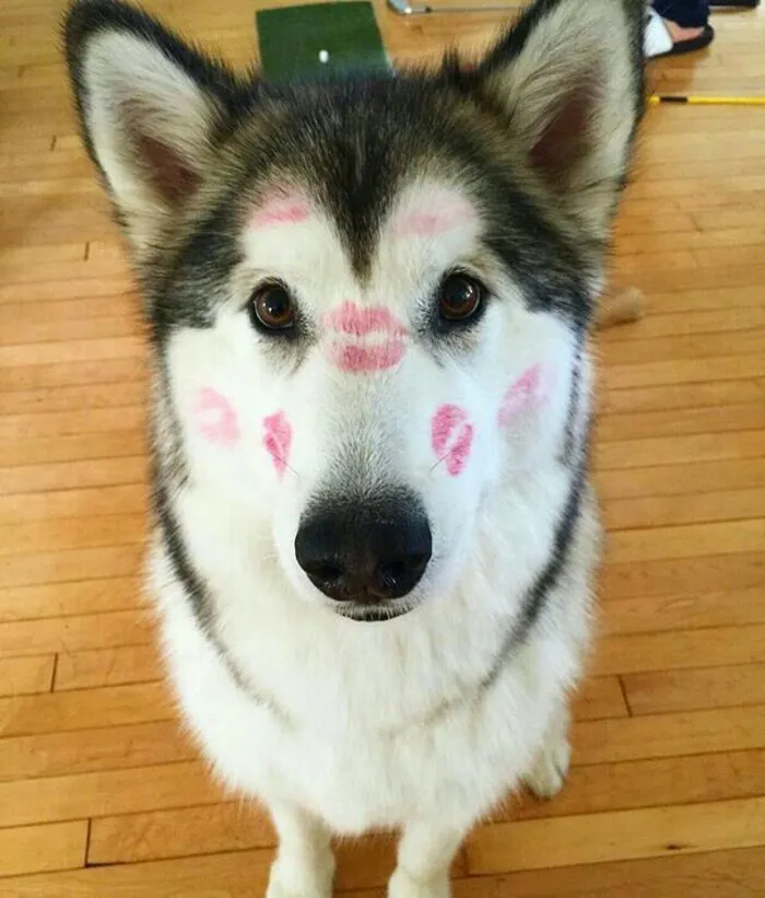husky meme vibe internet husky meme vibe internet