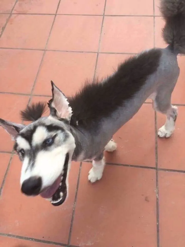 husky meme vibe ngáo level max husky meme vibe ngáo level max