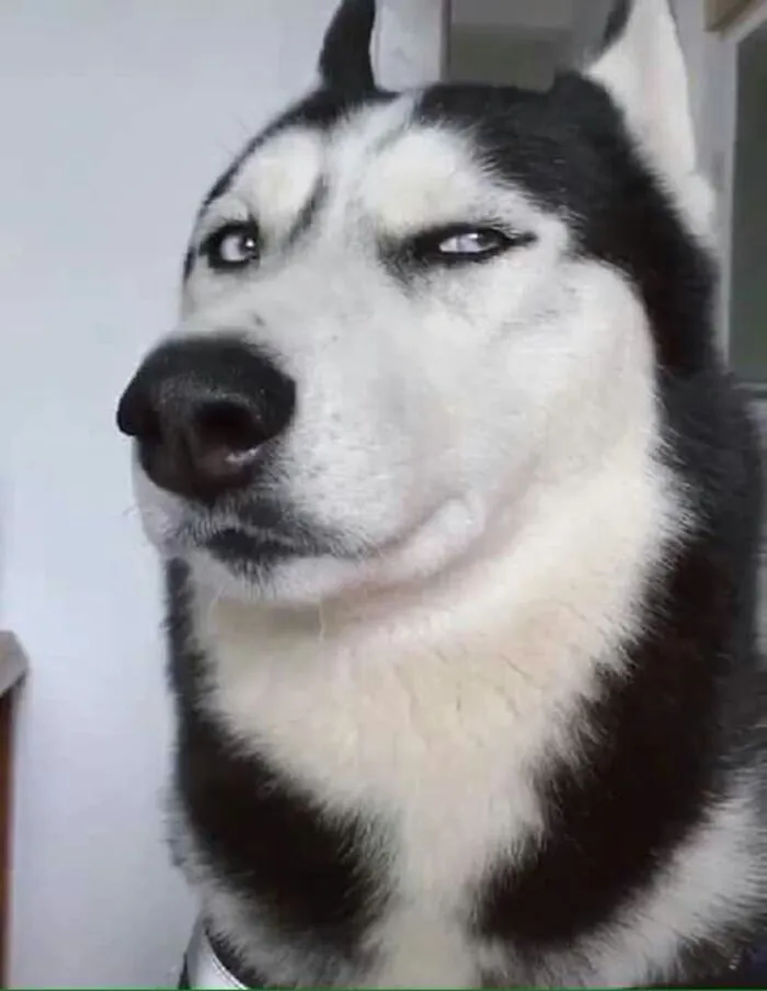 husky meme vibe ngố husky meme vibe ngố