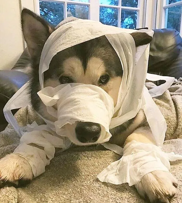 husky meme vibe vô tri husky meme vibe vô tri