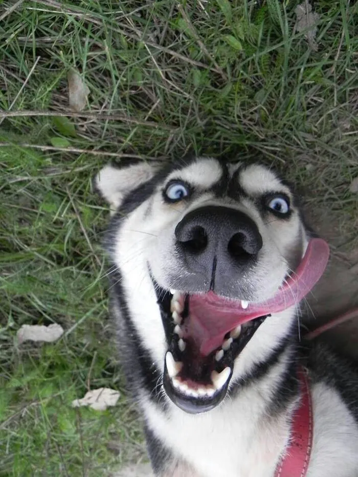 husky meme husky meme