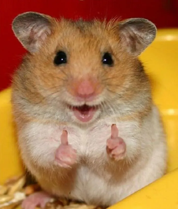 like meme capybara chuột hamster like meme capybara chuột hamster