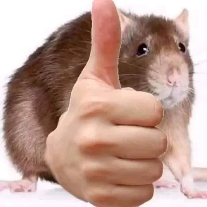 like meme capybara chuột like meme capybara chuột
