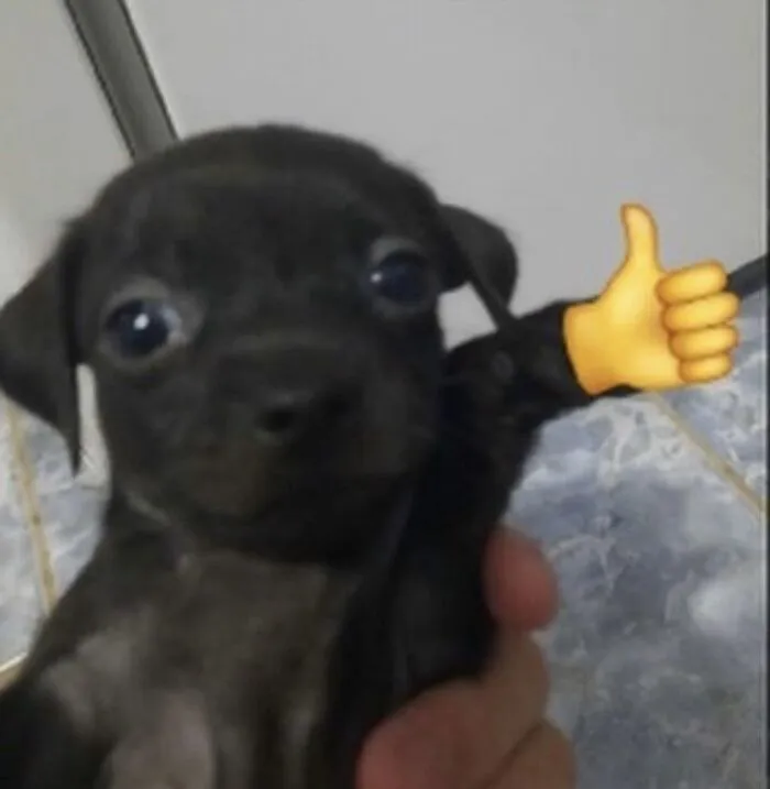 like meme cún like meme cún