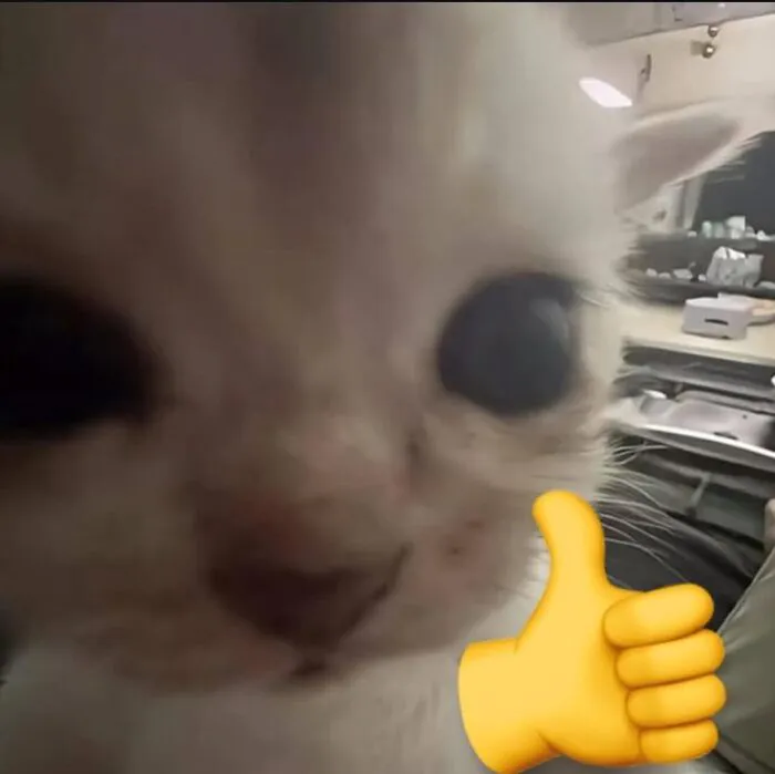 like meme mèo xinh like meme mèo xinh