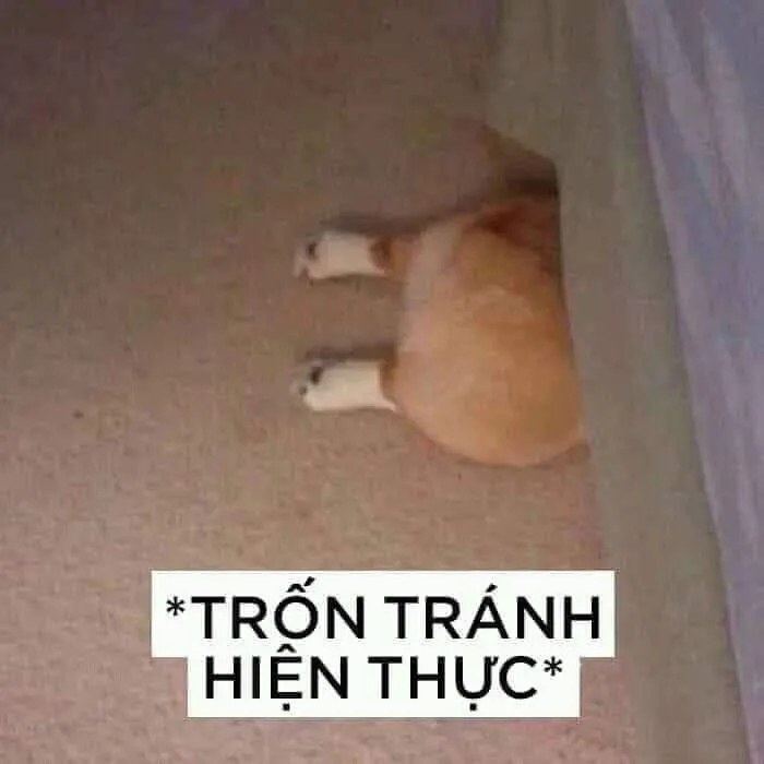 meme bựa biểu cảm vô tri