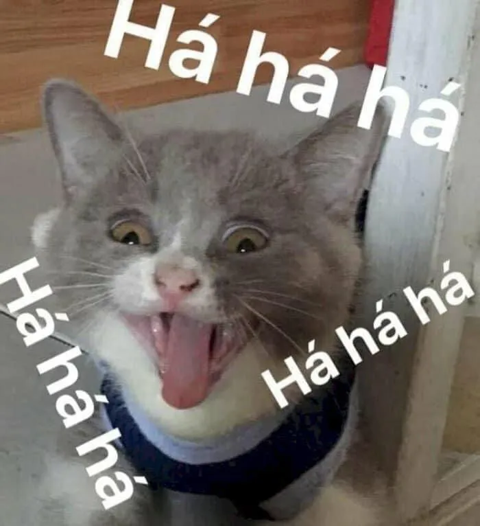 meme bựa cực hài