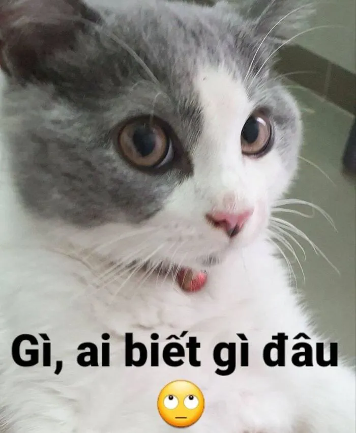meme bựa khó đỡ