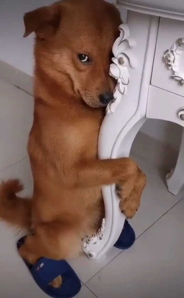 meme bựa tình huống hài con chó