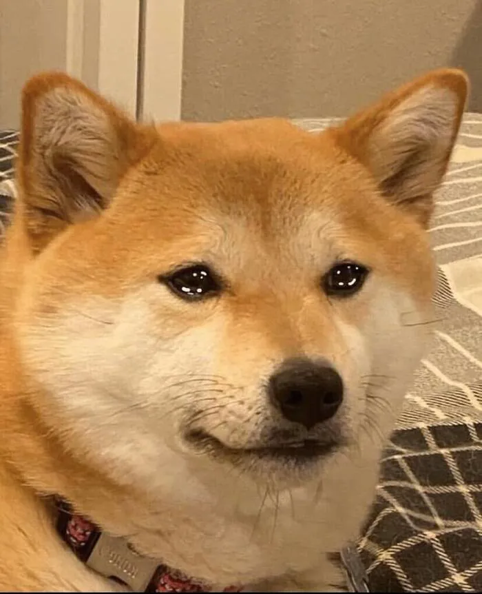 meme bựa tình huống hài