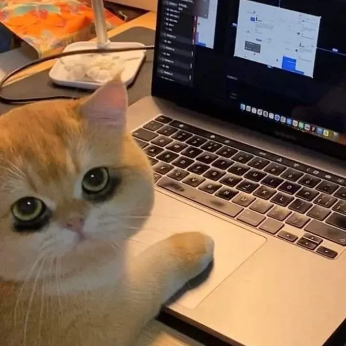 meme buồn ngủ mèo bưạ