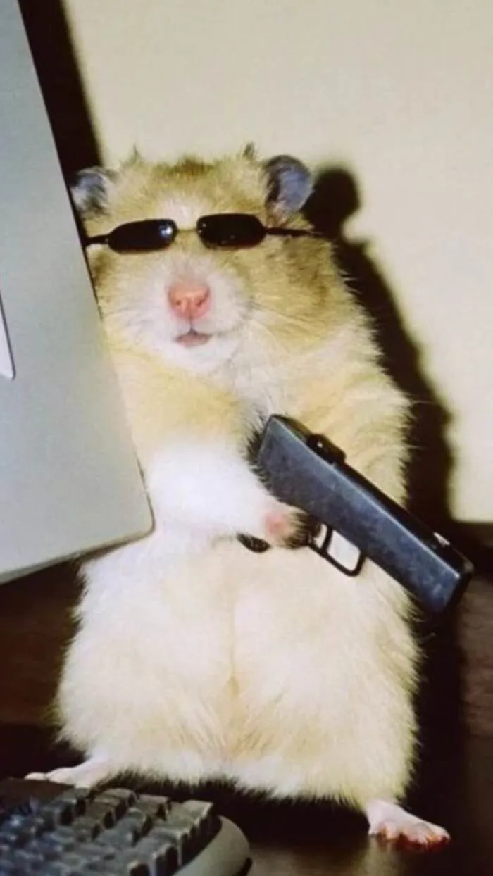 meme cầm súng chuột lang meme cầm súng chuột lang