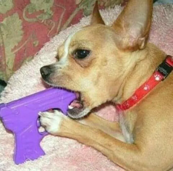 meme cầm súng meme cầm súng