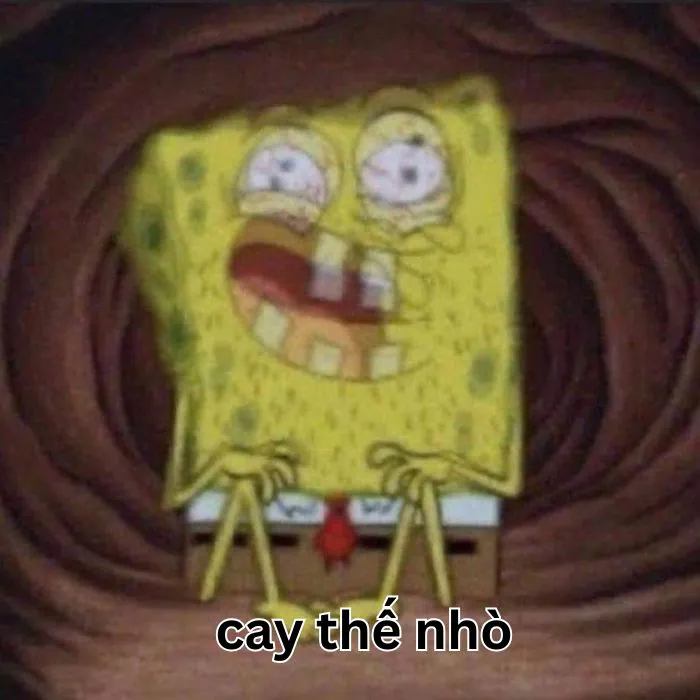 meme cay cú bọt biển