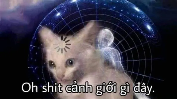 meme cay cú mèo