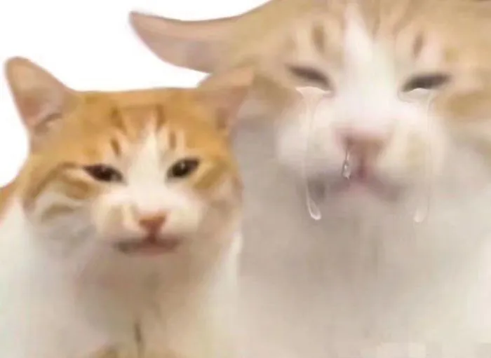 meme chán cực cute meme chán cực cute
