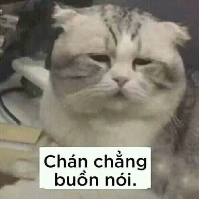 meme chán mèo bựa meme chán mèo bựa