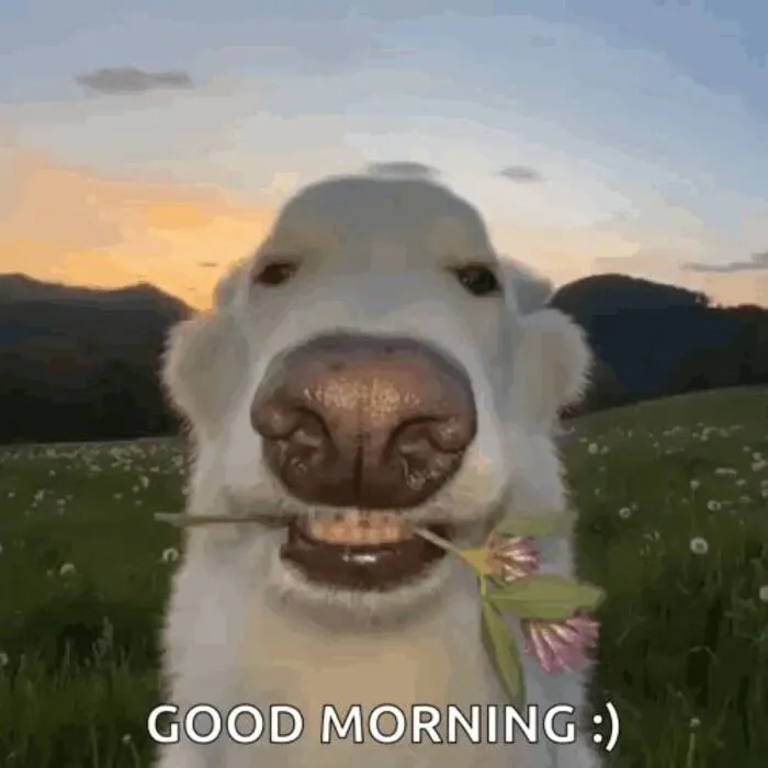 meme chào buổi sáng