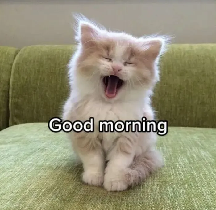meme chào buổi sáng con mèo