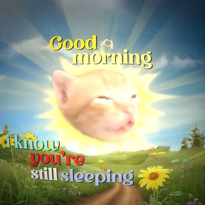 meme chào buổi sáng cuti mèo