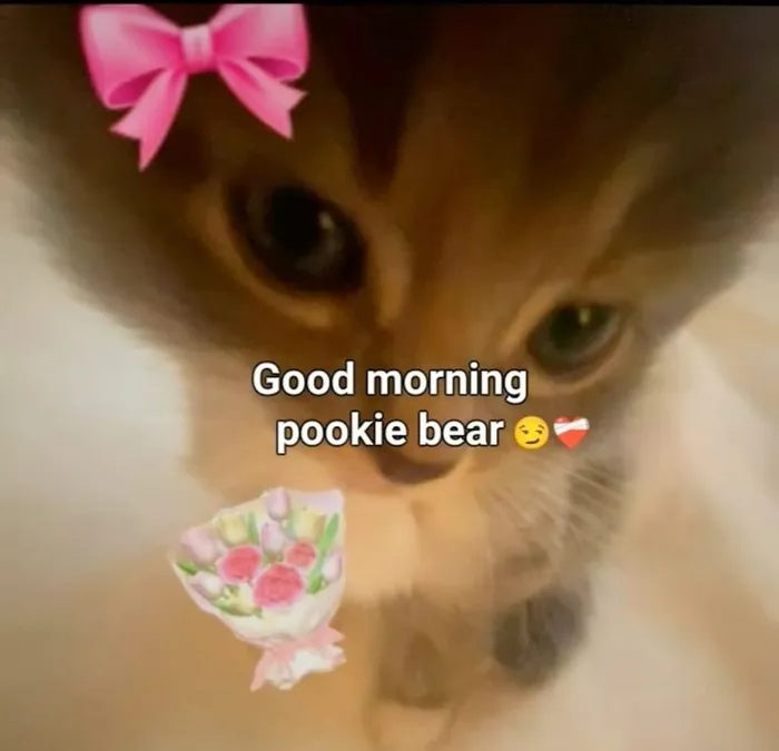 meme chào buổi sáng cuti