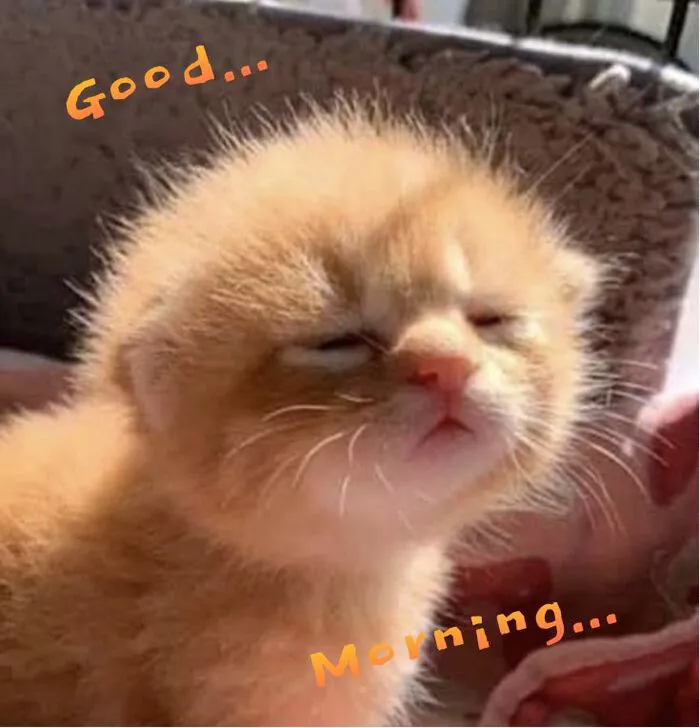 meme chào buổi sáng mèo cute