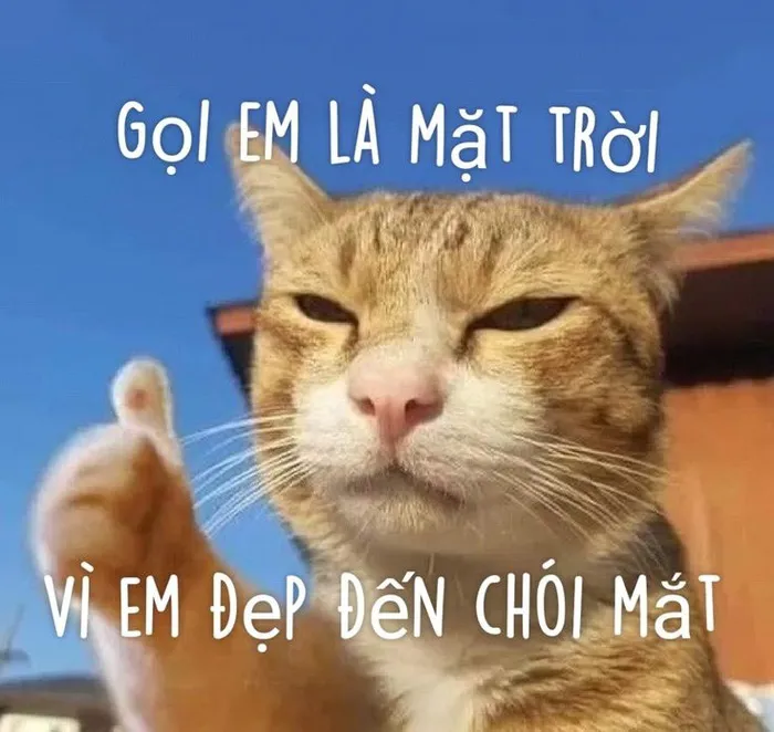 meme chào buổi sáng mèo hài