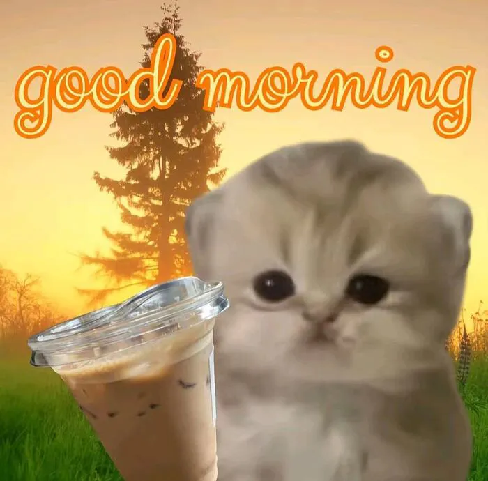 meme chào buổi sáng mèo xinh