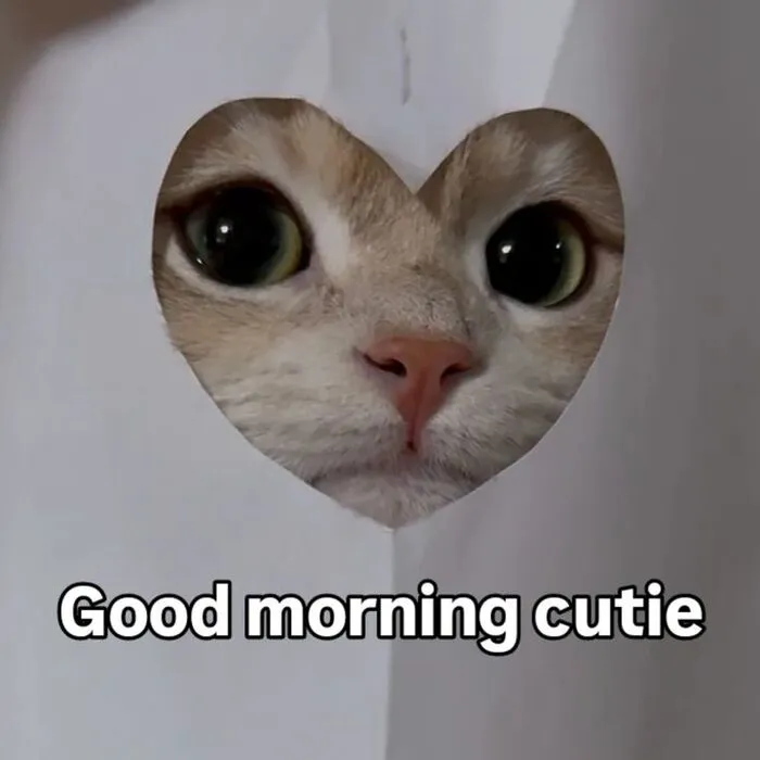 meme chào buổi sáng morning chữ