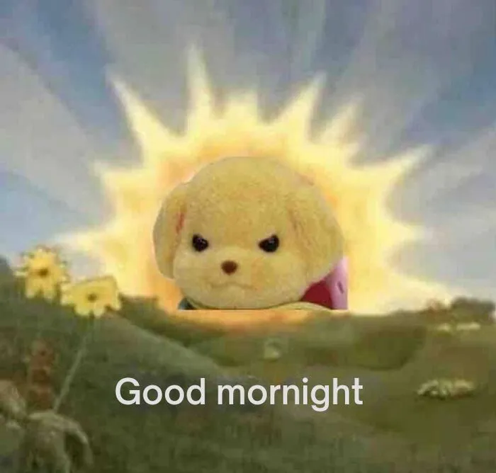 meme chào buổi sáng morning cún