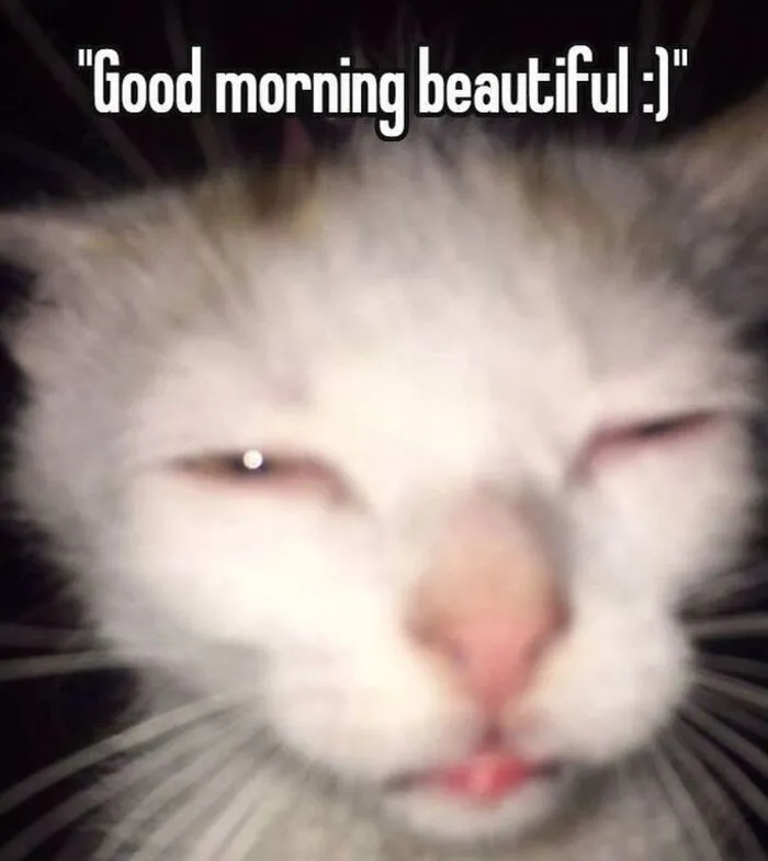 meme chào buổi sáng morning hài