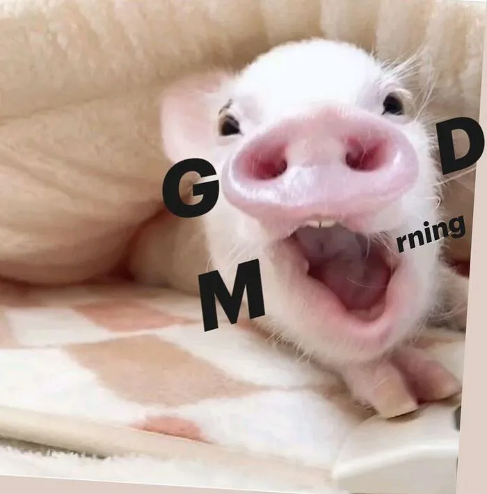 meme chào buổi sáng morning lợn