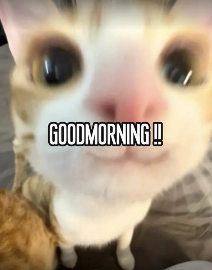 meme chào buổi sáng morning mèo