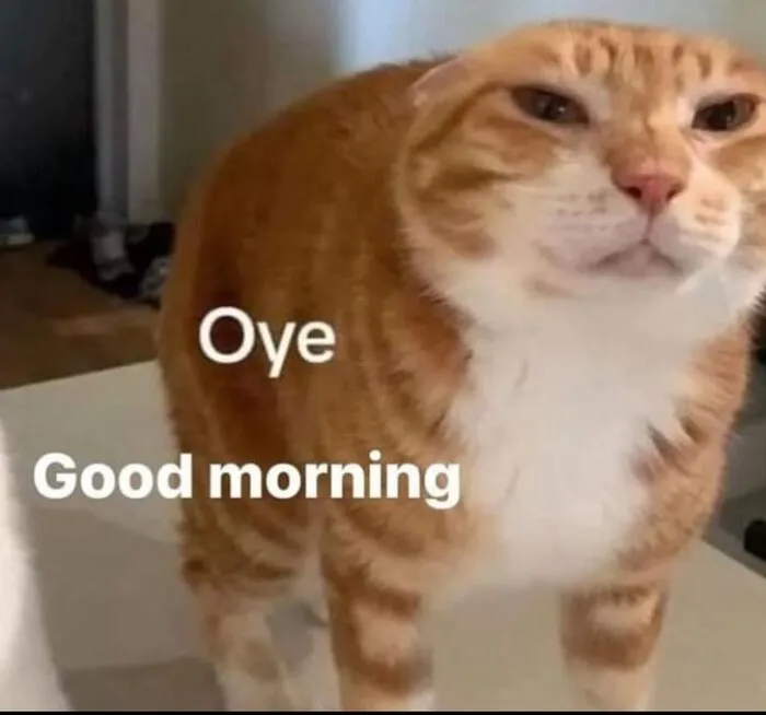 meme chào buổi sáng morning meow