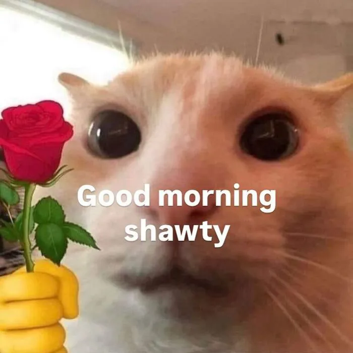 meme chào buổi sáng morning