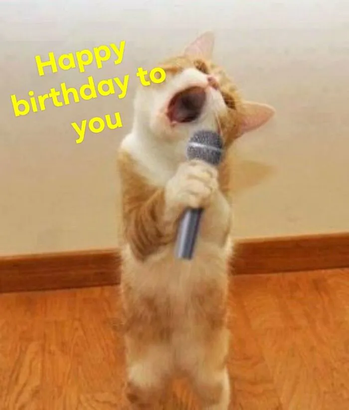 meme chúc mừng sinh nhật cười lăn lộn meme chúc mừng sinh nhật cười lăn lộn