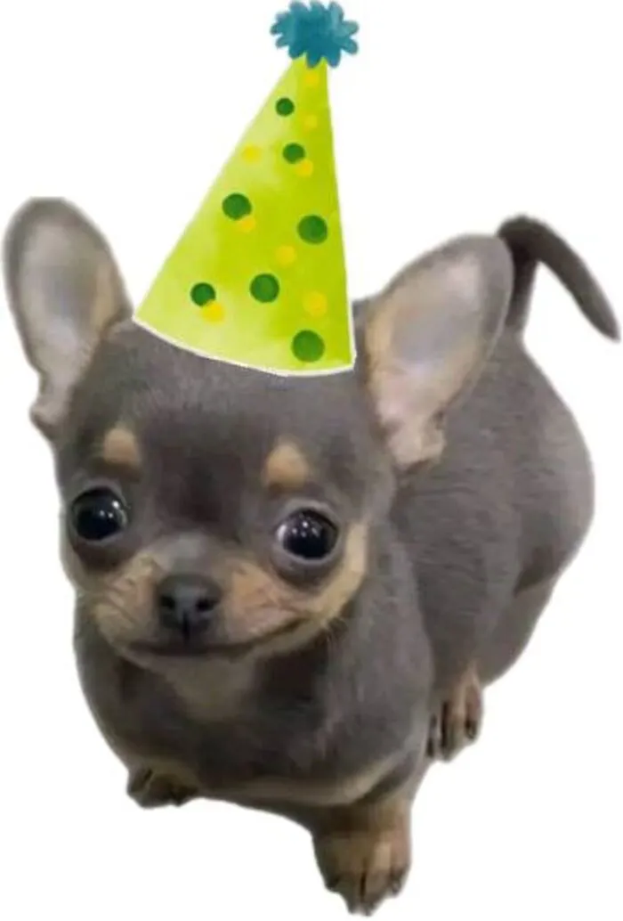 meme chúc mừng sinh nhật nhìn buồn cười meme chúc mừng sinh nhật nhìn buồn cười