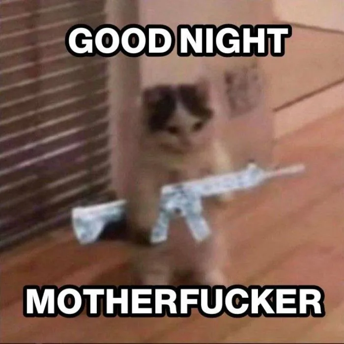 meme chúc ngủ ngon cat cute