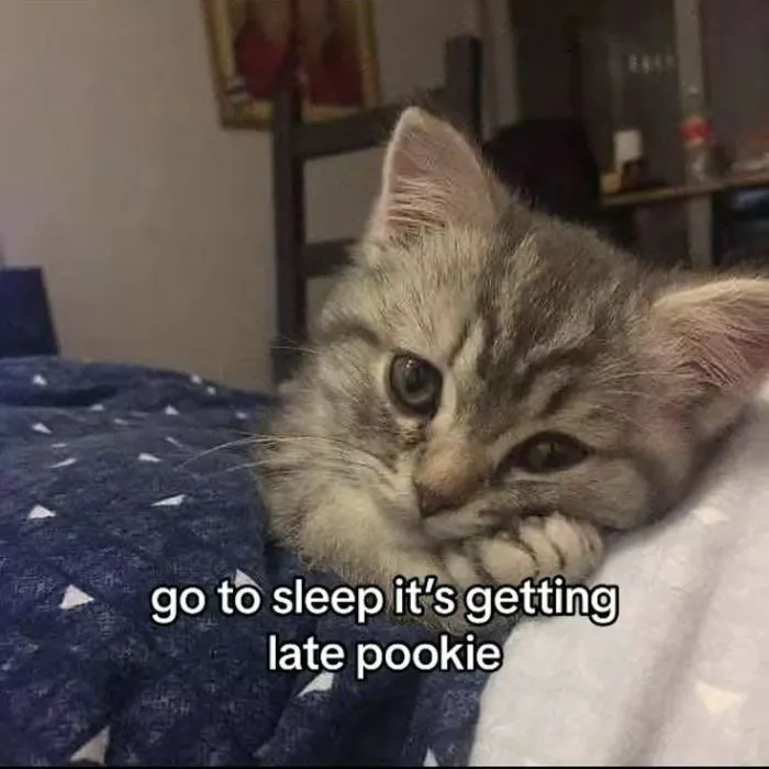 meme chúc ngủ ngon cat sociu