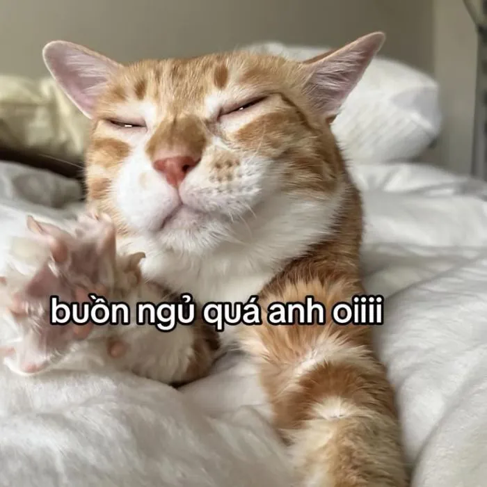 meme chúc ngủ ngon cat
