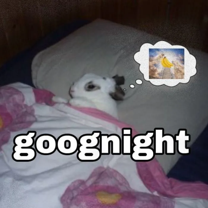 meme chúc ngủ ngon cute