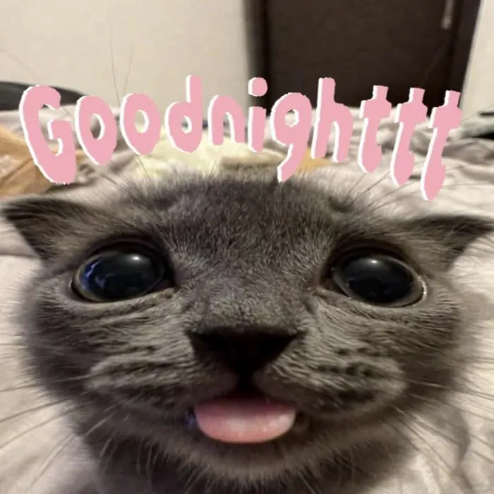 meme chúc ngủ ngon mèo cute