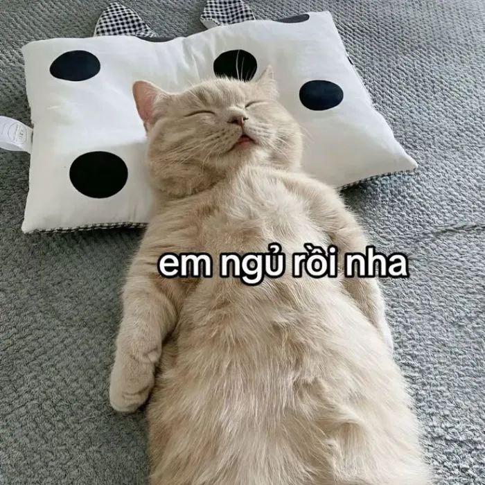 meme chúc ngủ ngon mèo