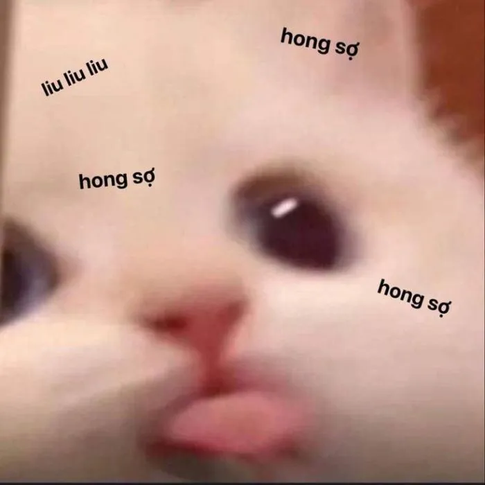 meme lêu lêu con mèo meme lêu lêu con mèo